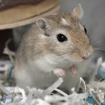 Gerbil meaning