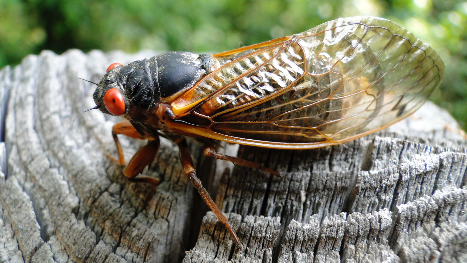 The Year of the Cicada