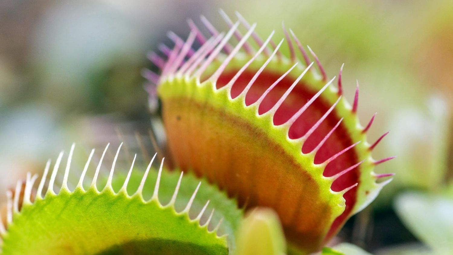 Venus Flytrap  National Wildlife Federation