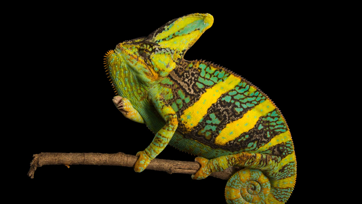 chameleon changing color national geographic